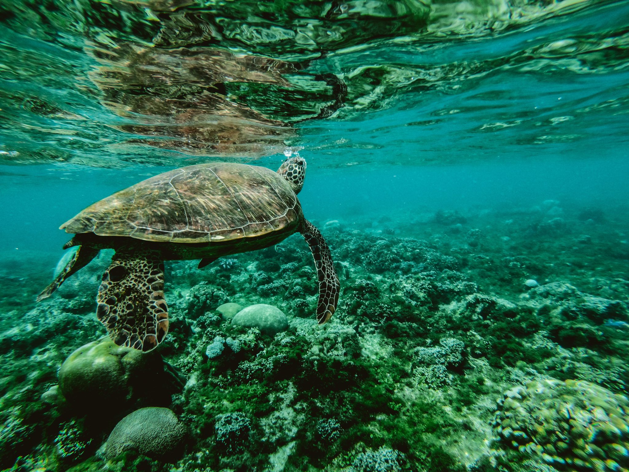 Photo by Belle Co: https://www.pexels.com/photo/photo-of-a-turtle-swimming-underwater-847393/