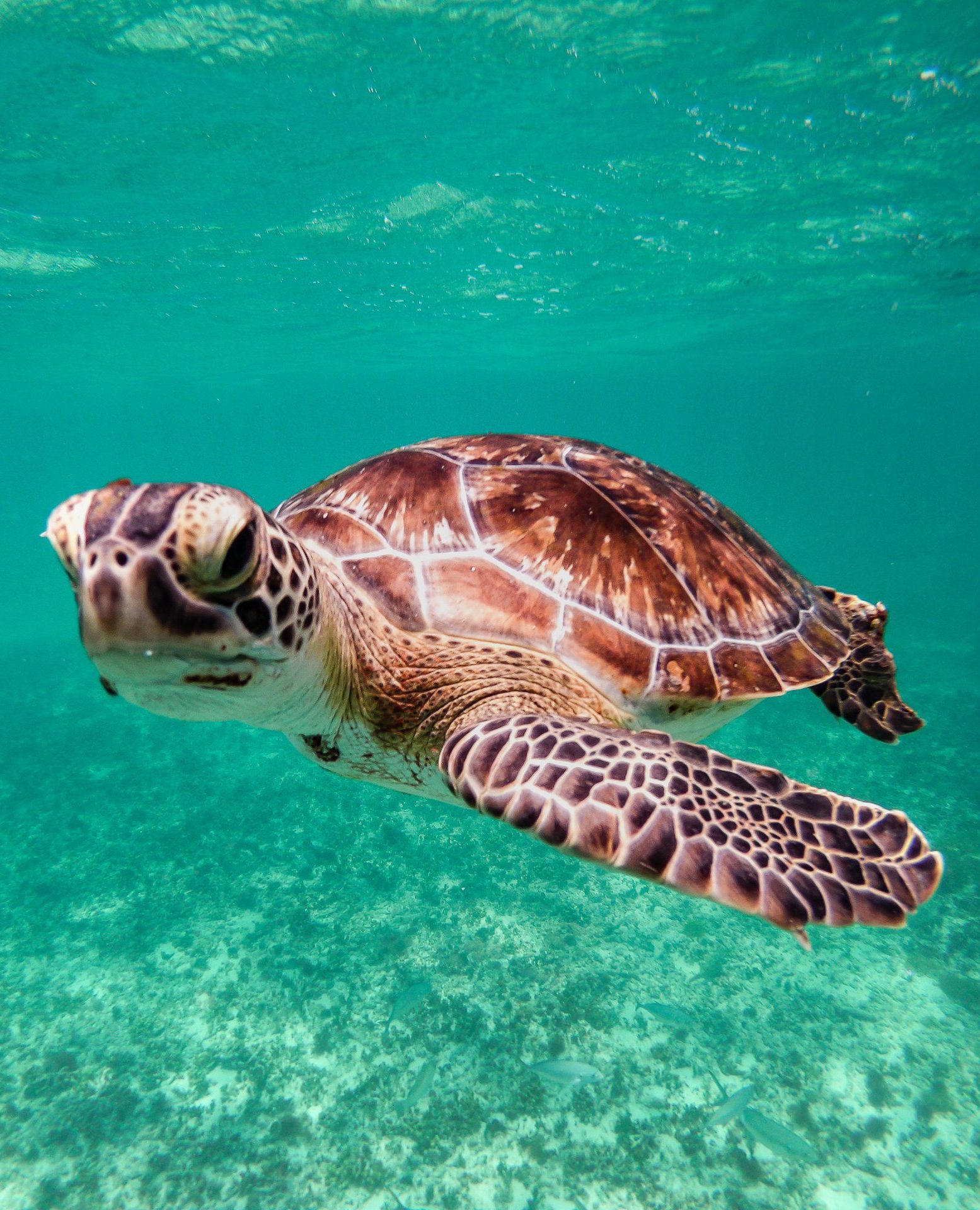 Photo by Josué Rodríguez: https://www.pexels.com/photo/baby-turtle-swimming-underwater-12026138/