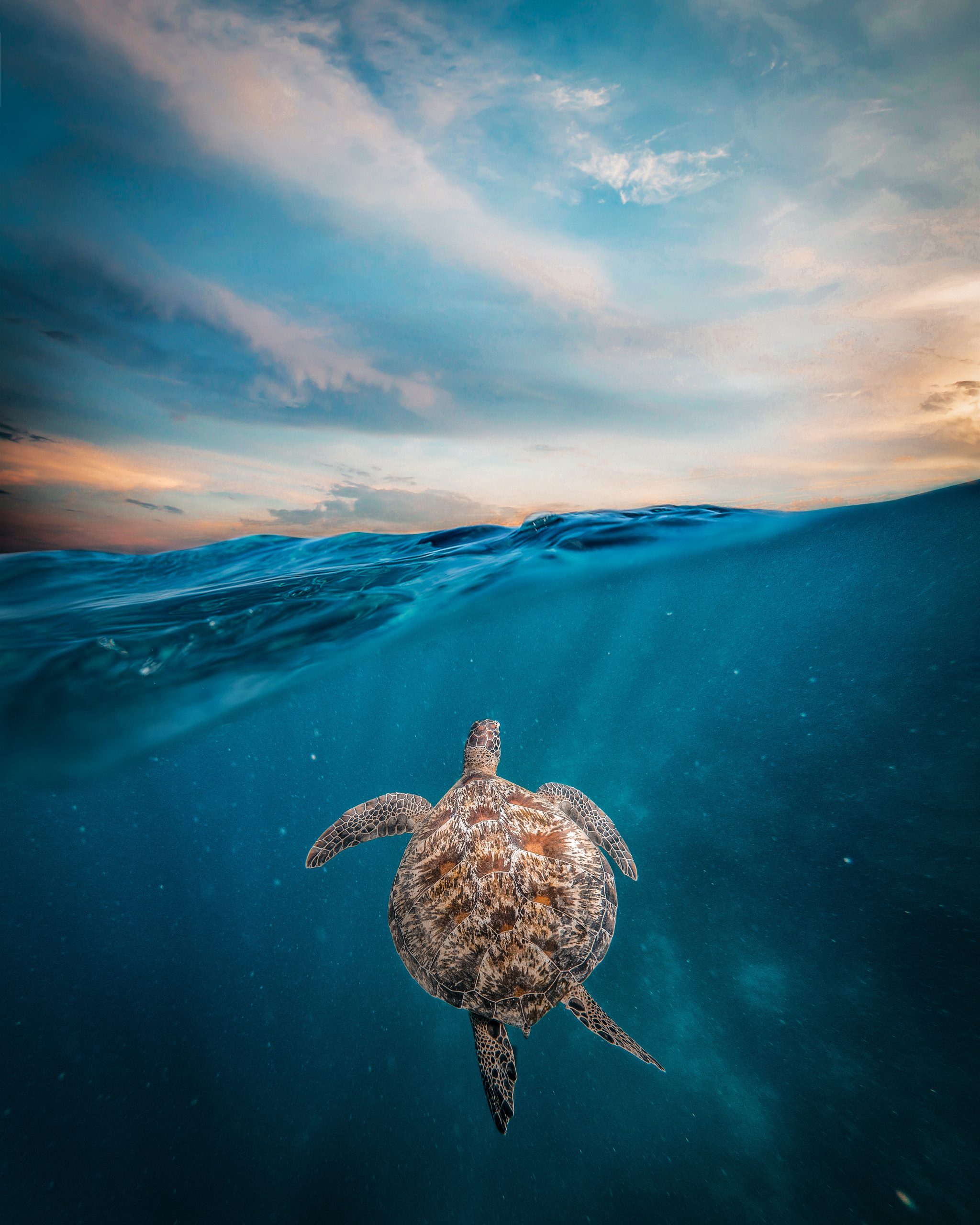 Photo by Stijn Dijkstra: https://www.pexels.com/photo/a-turtle-submerged-in-blue-water-7177188/